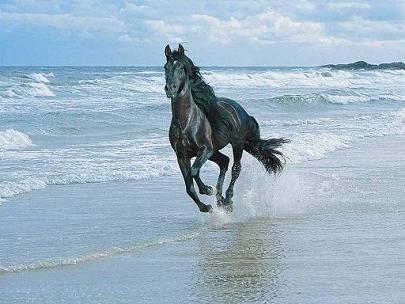 A imagem mostra um cavalo selvagem negro em galope pela praia do mar